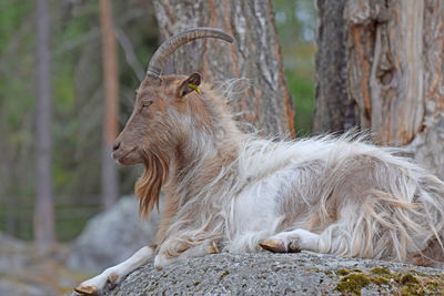 Goat sitting on rock by tree trunk