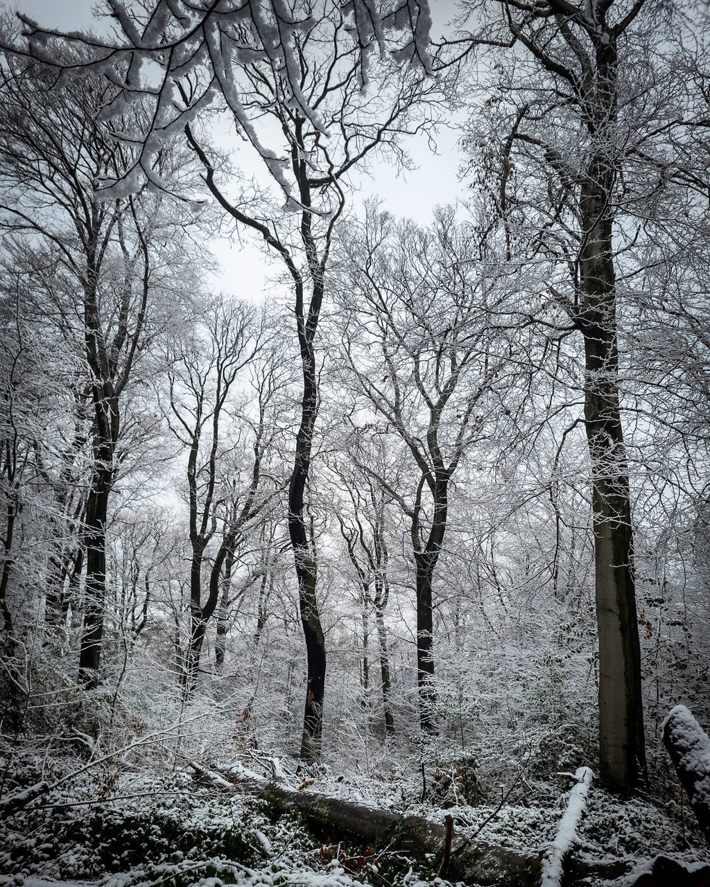 tree, winter, plant, bare tree, land, snow, black and white, forest, tranquility, nature, monochrome, branch, tree trunk, trunk, beauty in nature, no people, monochrome photography, tranquil scene, scenics - nature, environment, woodland, non-urban scene, natural environment, cold temperature, landscape, sky, day, outdoors, growth, idyllic