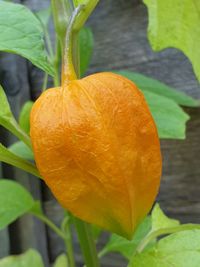 Close-up of orange leaf