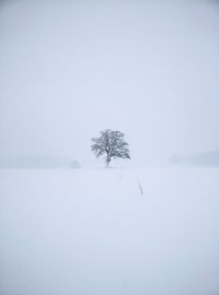 Snow covered trees