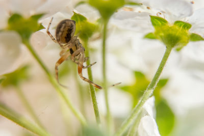 Close-up of spider on web