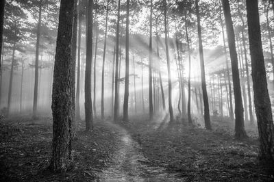 Sunlight streaming through trees in forest