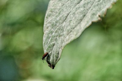 Close-up of insect on plant