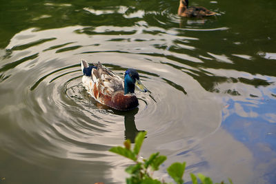 High angle view of ducks swimming on lake