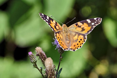 Close-up of butterfly pollinating on flower