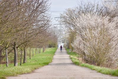 Rear view of man walking on footpath amidst trees
