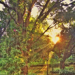 Sunlight streaming through trees in forest