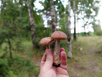 Close-up of hand holding mushroom