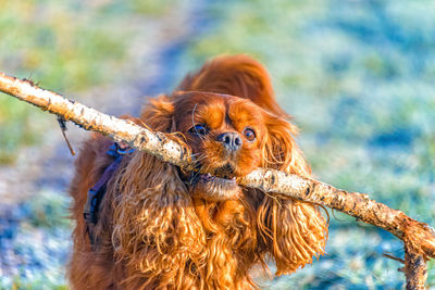 Close-up of a dog looking away