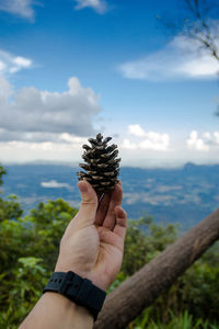 Cropped hand of person holding pine cone against sky