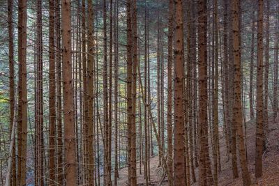 Pine trees in forest