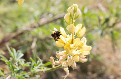 Close-up of bee on yellow flower