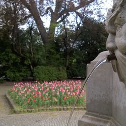 View of flowering plants in park