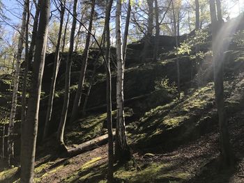 Trees in forest