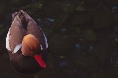 High angle view of duck swimming in lake