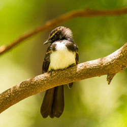 Close-up of bird perching on branch