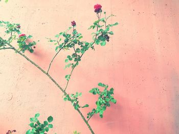 Close-up of pink flowering plant against wall