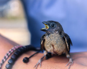 Close-up of bird perching on hand