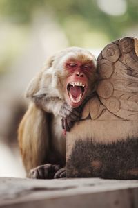 Close-up of monkey yawning while sitting outdoors