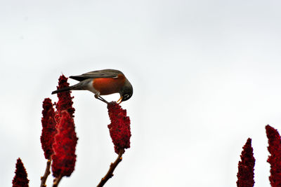 Bird perching on a tree