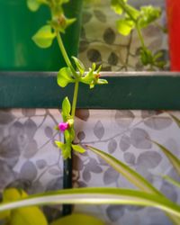 Close-up of yellow flower pot