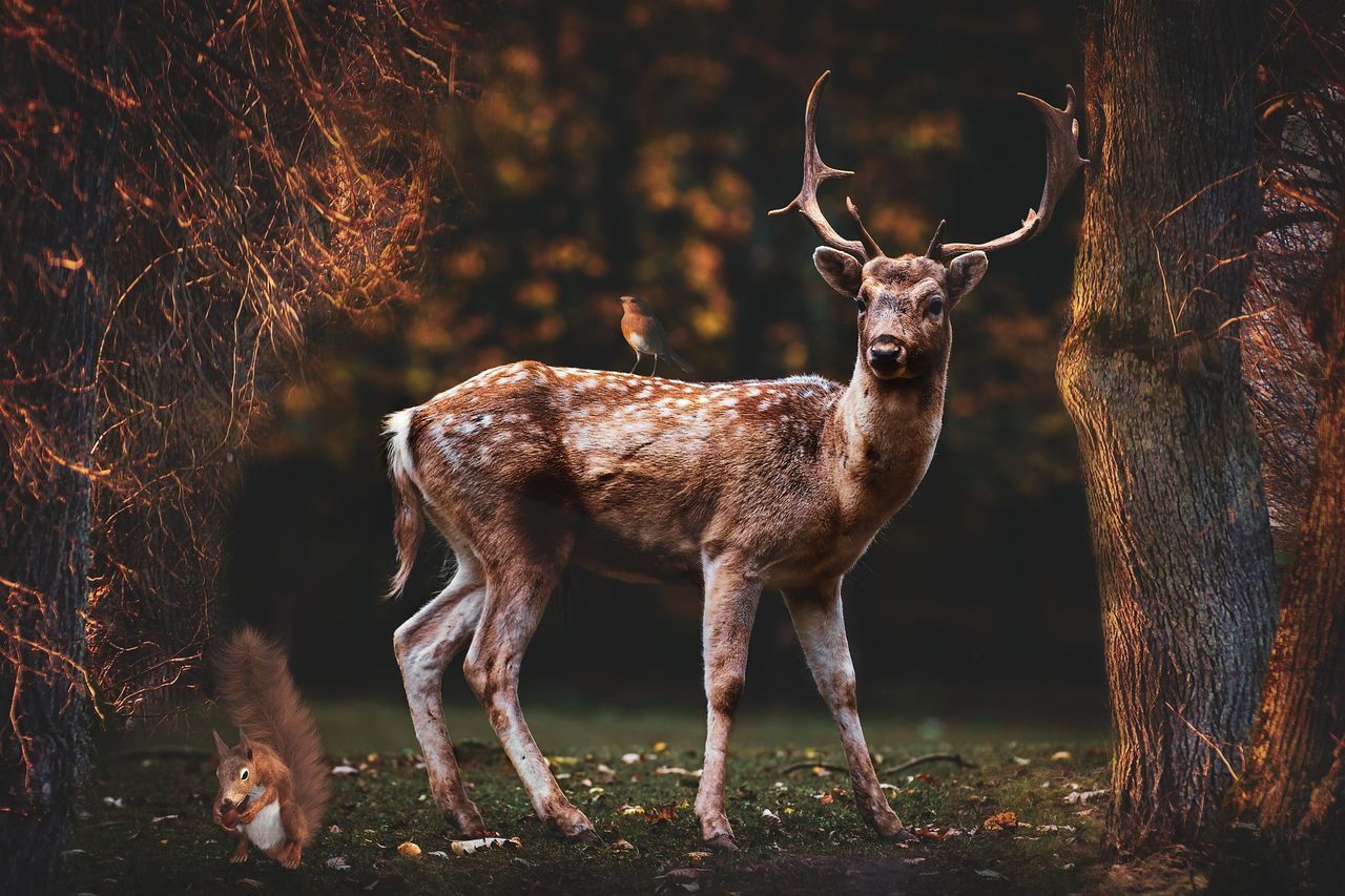 DEER STANDING ON FIELD