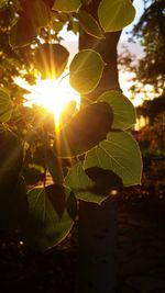 Close-up of fresh green plant against sky on sunny day