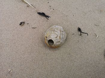 High angle view of crab on sand