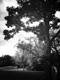 Low angle view of trees against sky