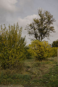 Trees on landscape against sky