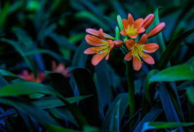 Close-up of flowers blooming outdoors