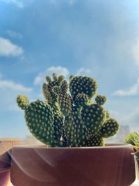 Close-up of cactus growing on potted plant against sky