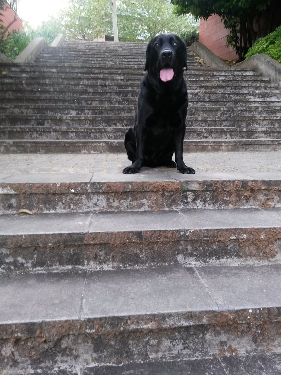 BLACK DOG SITTING ON STEPS OUTDOORS