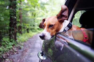 Dog looking through car window