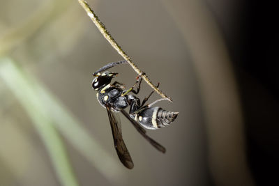 Close-up of insect on stick