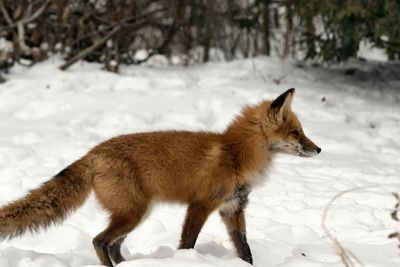 Full length of a dog on snow covered field