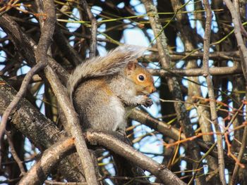 Close-up of squirrel on tree