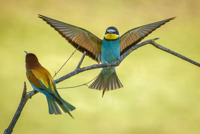 Close-up of bird perching on branch