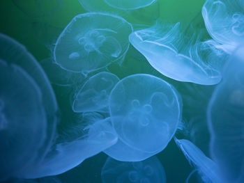 Close-up of jellyfishes swimming in sea