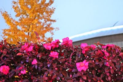 Close-up of pink flowering plants