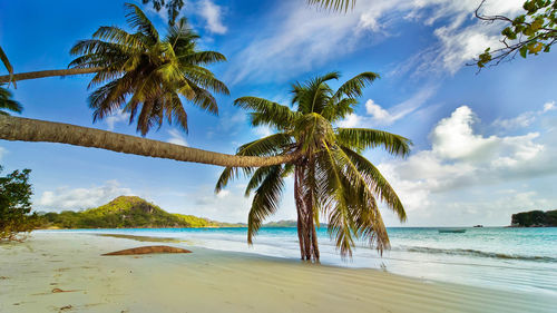 Palm trees on beach against sky