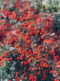 Close-up of red berries on plant