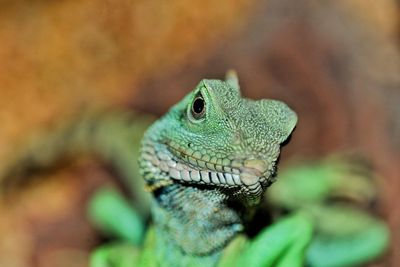 Close-up of lizard