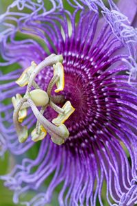 Extreme close up of purple flower