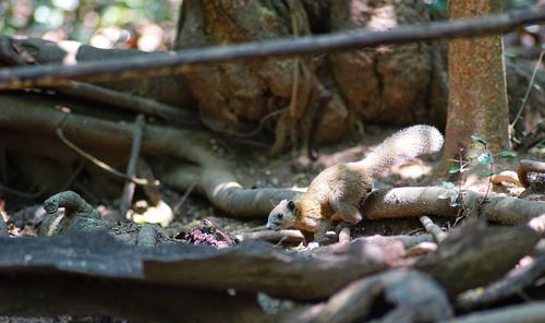 Close-up of snake sleeping on a land