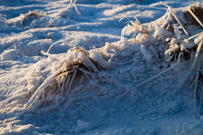 Close-up of snow covered land