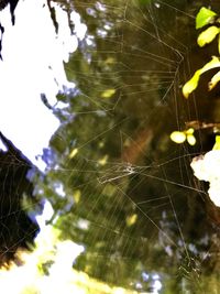 Low angle view of spider on web against trees