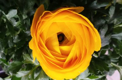 Close-up of fresh orange flower