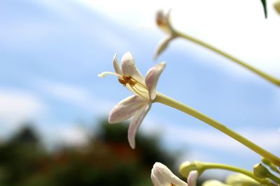 Close-up of white flower growing on plant against sky