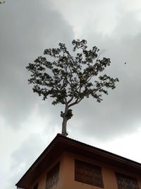 Low angle view of tree and building against sky